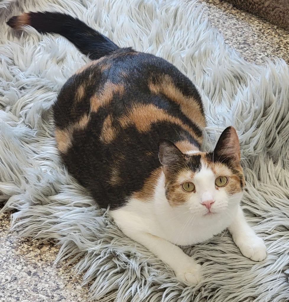 Cali, Adoptable, Adult Female Domestic Short Hair.