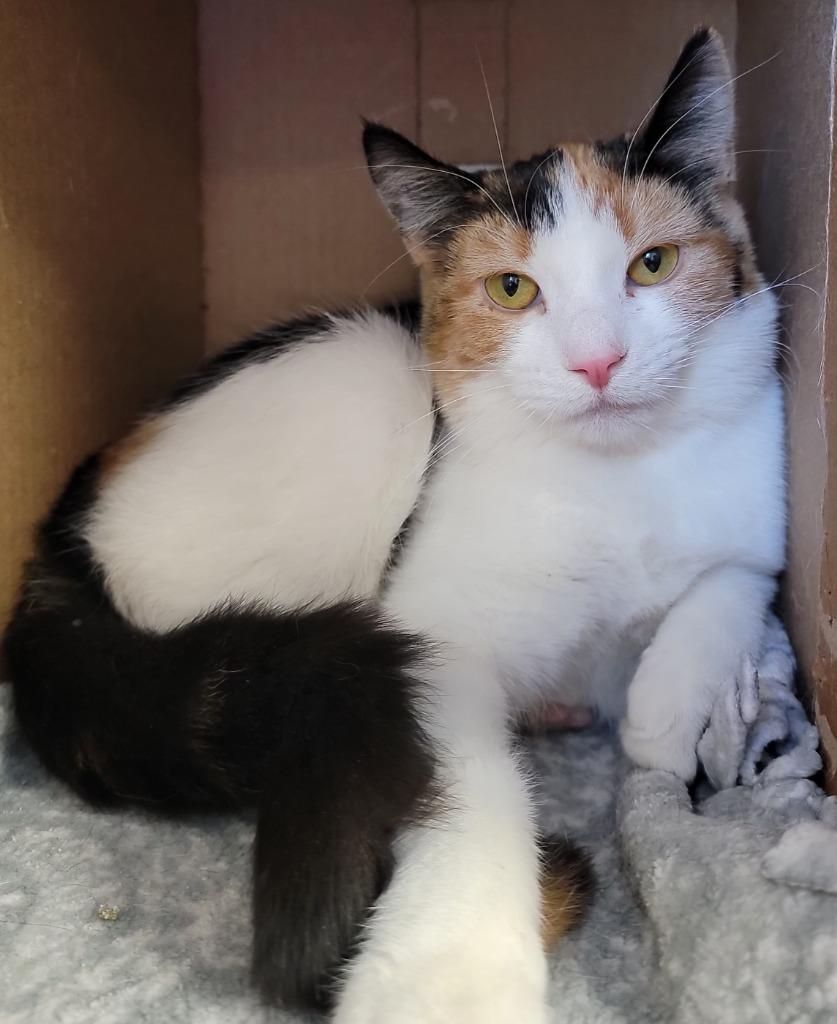 Cali, a Adoptable mixed breed in Fremont, OH image 3/6