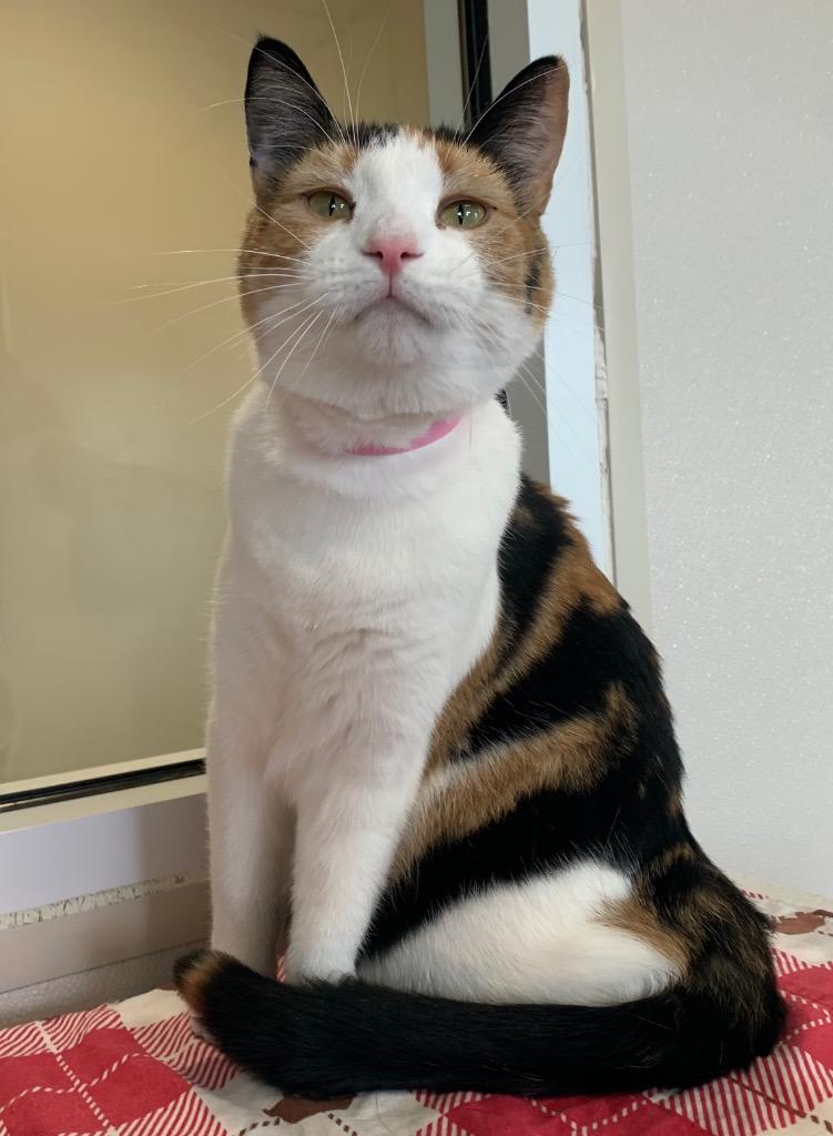 Cali, a Adoptable mixed breed in Fremont, OH image 4/6