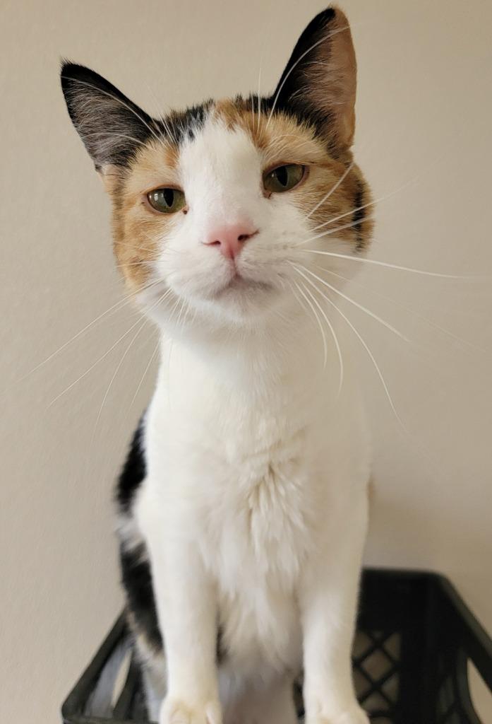 Cali, a Adoptable mixed breed in Fremont, OH image 5/6