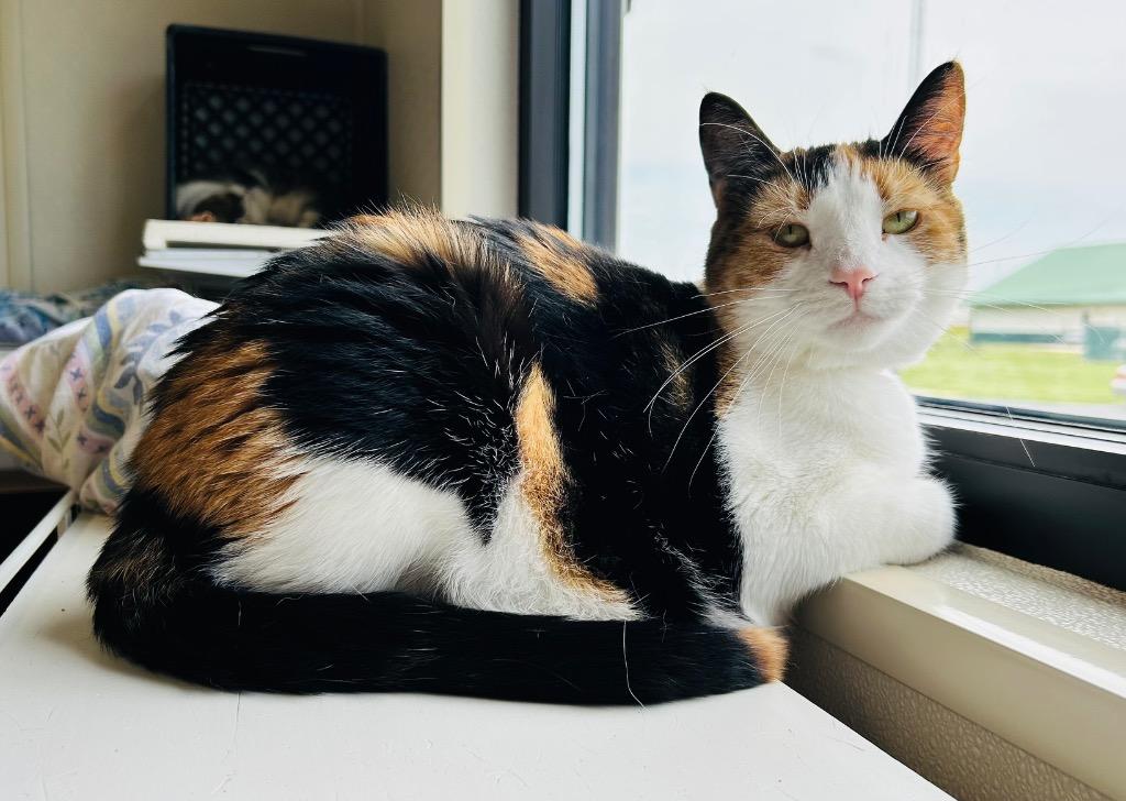 Cali, a Adoptable mixed breed in Fremont, OH image 5/6