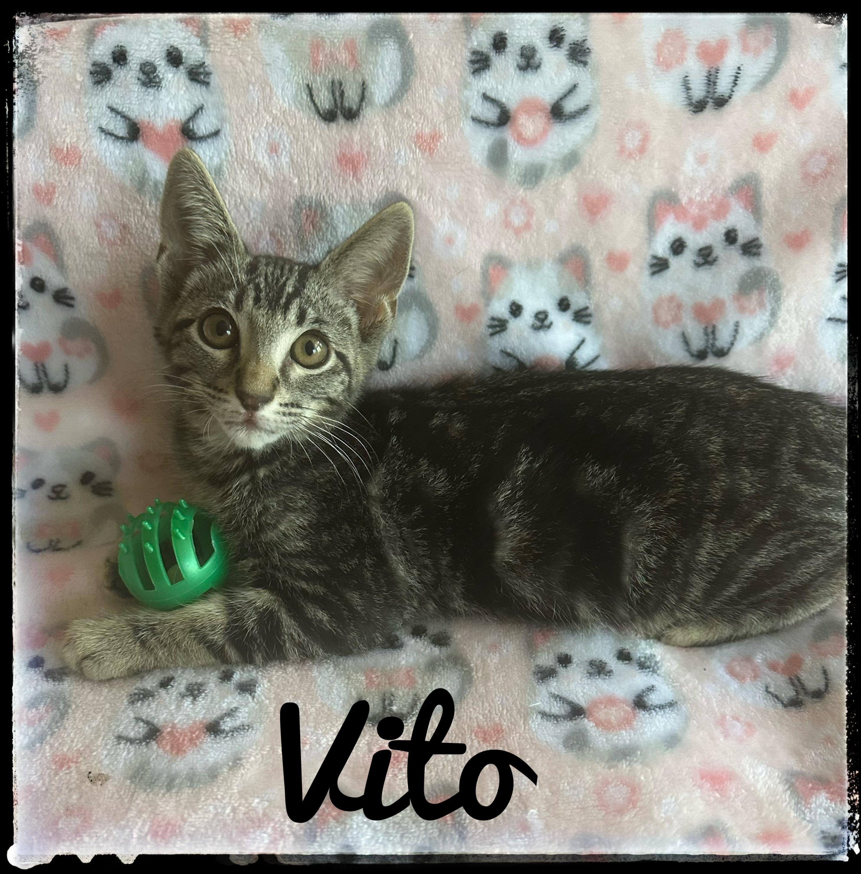 Vito, Adoptable, Kitten Male Domestic Short Hair.