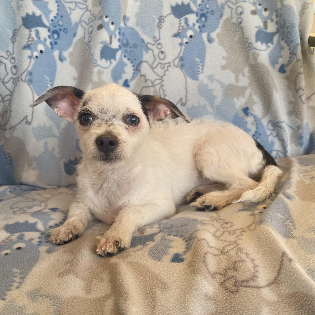 Enlarge Ashley, a Adoptable Terrier in Tucson, AZ image 1/2