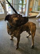 Timber 58903396 Pit Bull Terrier Dog