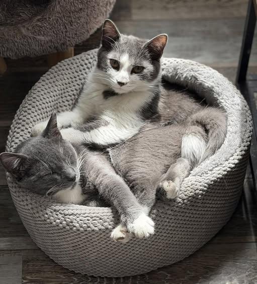 Chrissy and Jack, ADOPTABLE, Young Female Domestic Short Hair.