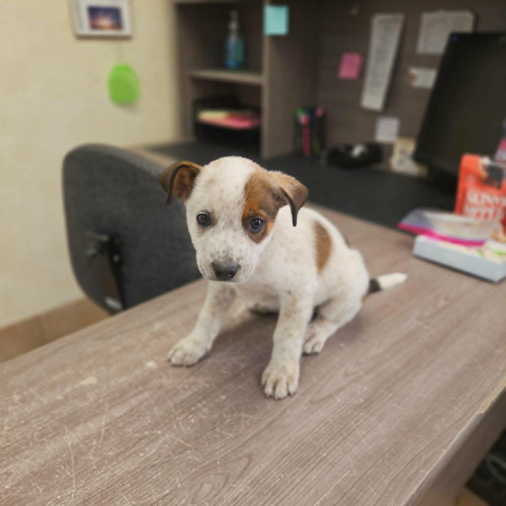 Forest, Adoptable, Puppy Male Australian Cattle Dog / Blue Heeler & Border Collie.