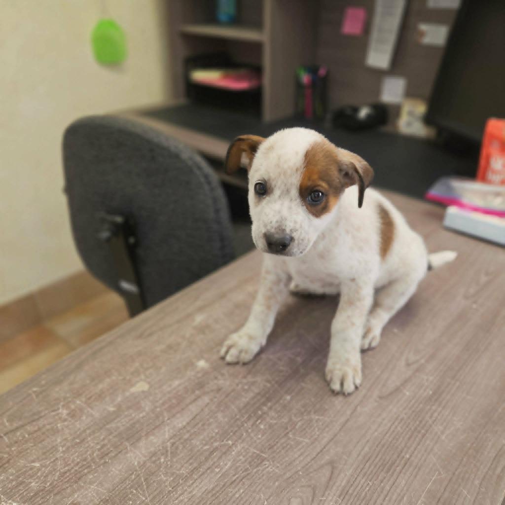 Enlarge Forest, a Adoptable mixed breed in California City, CA image 2/2