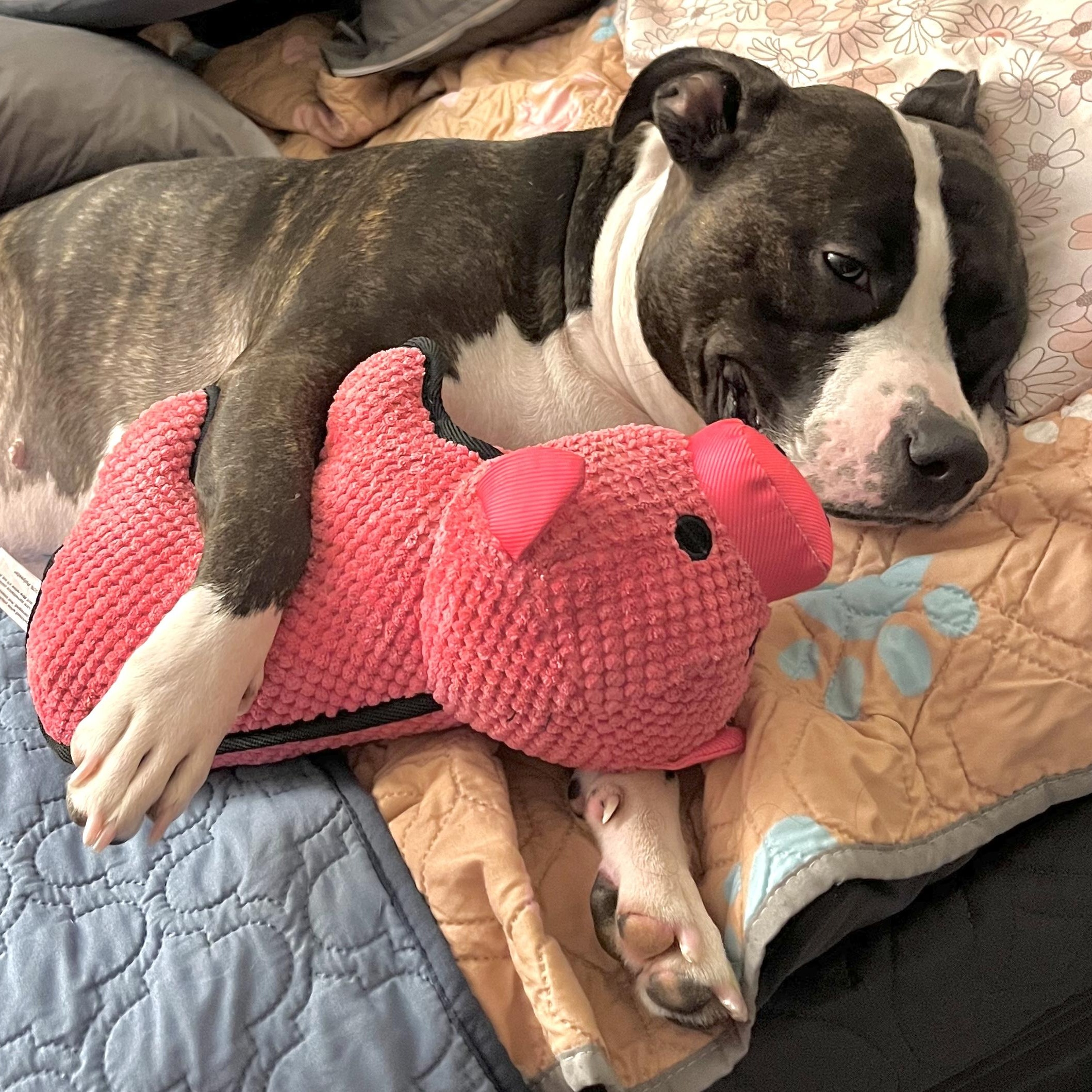 Mia