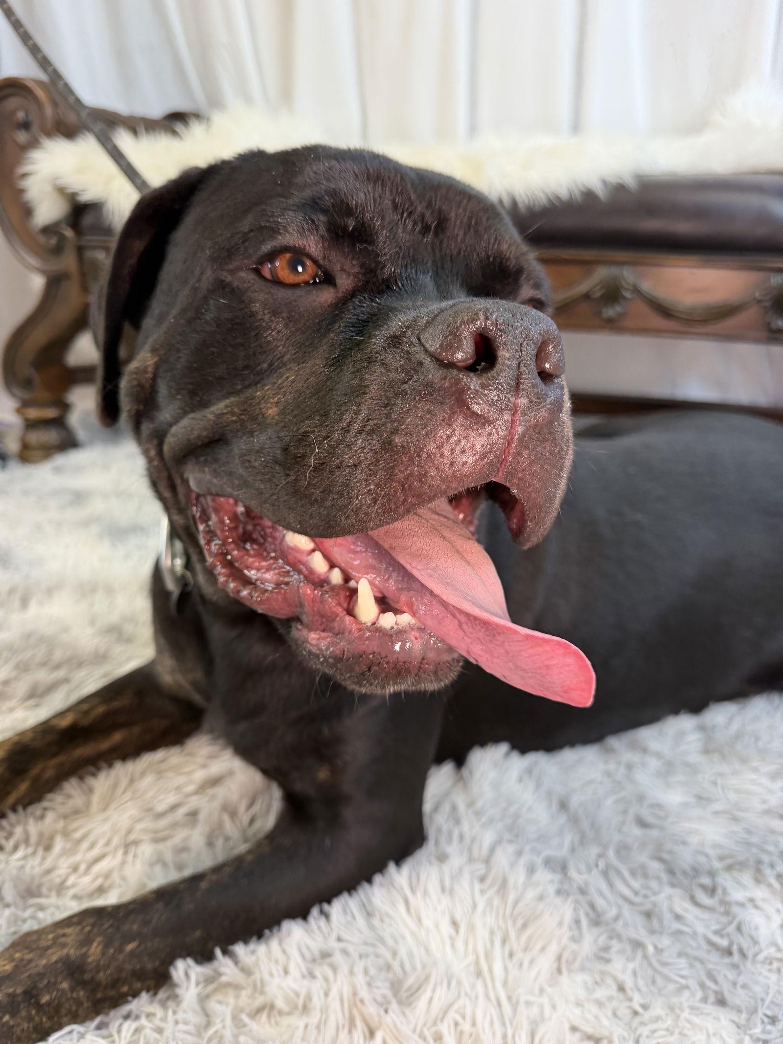 Robby, Adoptable, Puppy Male Cane Corso.