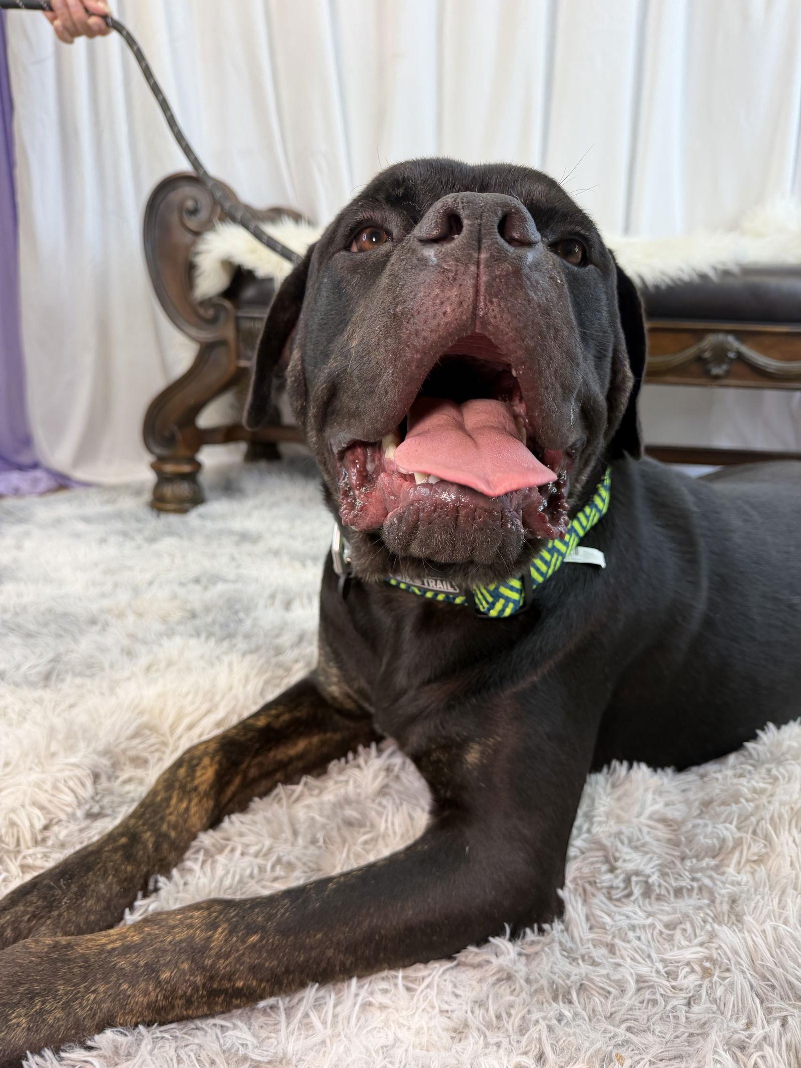 Enlarge Robby, a Adoptable Cane Corso in Glendale, AZ image 2/3