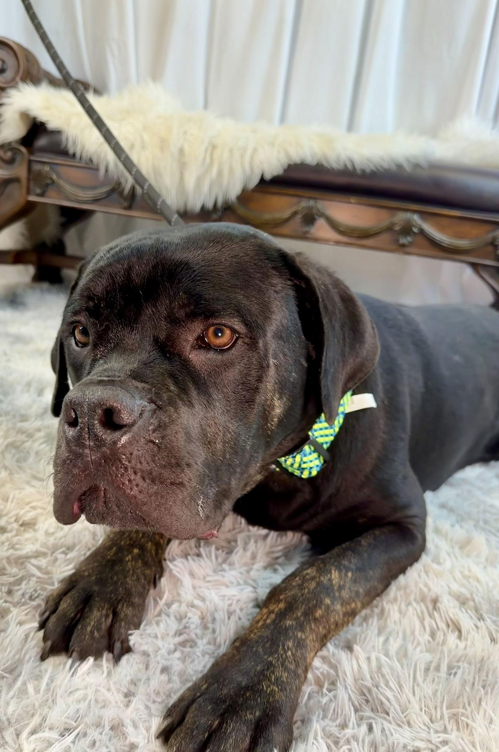Enlarge Robby, a Adoptable Cane Corso in Glendale, AZ image 3/3