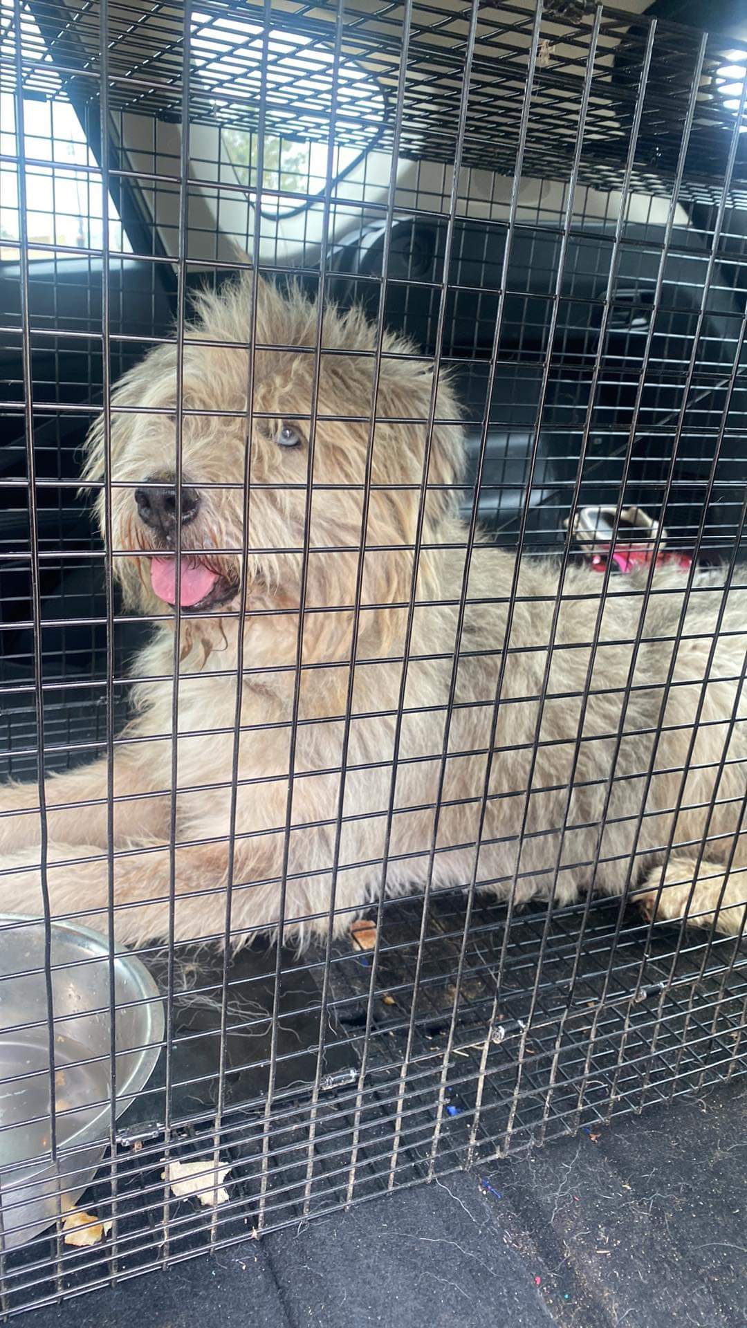 Benji, Adopted, Adult Male Giant Schnauzer & Airedale Terrier.