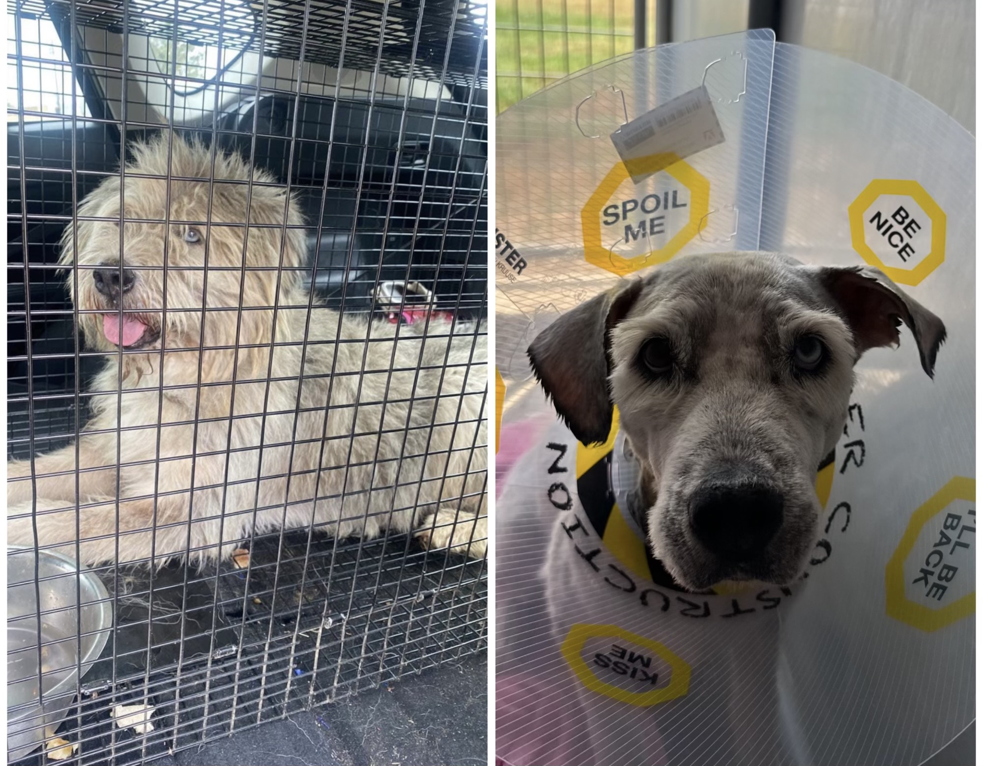 Enlarge Benji, a Adopted mixed breed in Paris, TX image 2/6