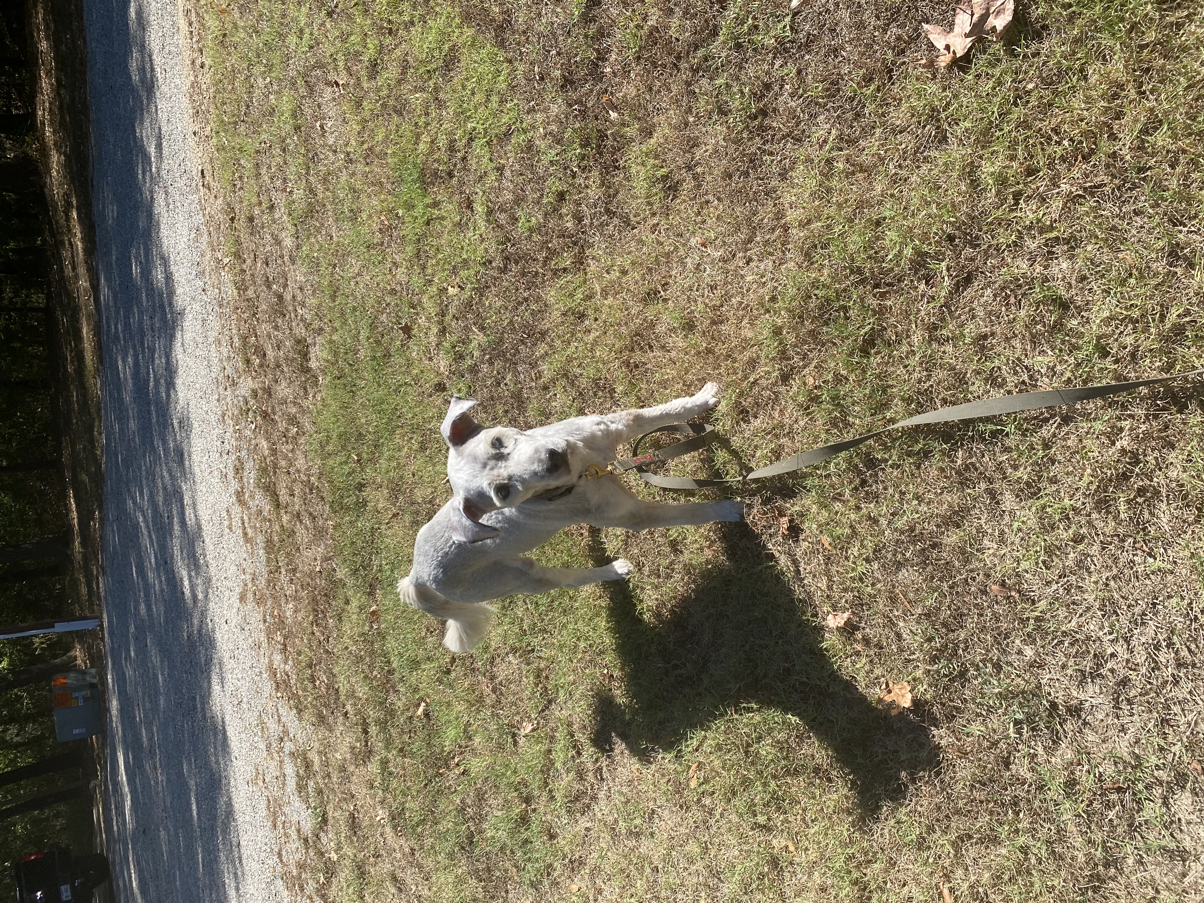 Enlarge Benji, a Adopted mixed breed in Paris, TX image 3/6