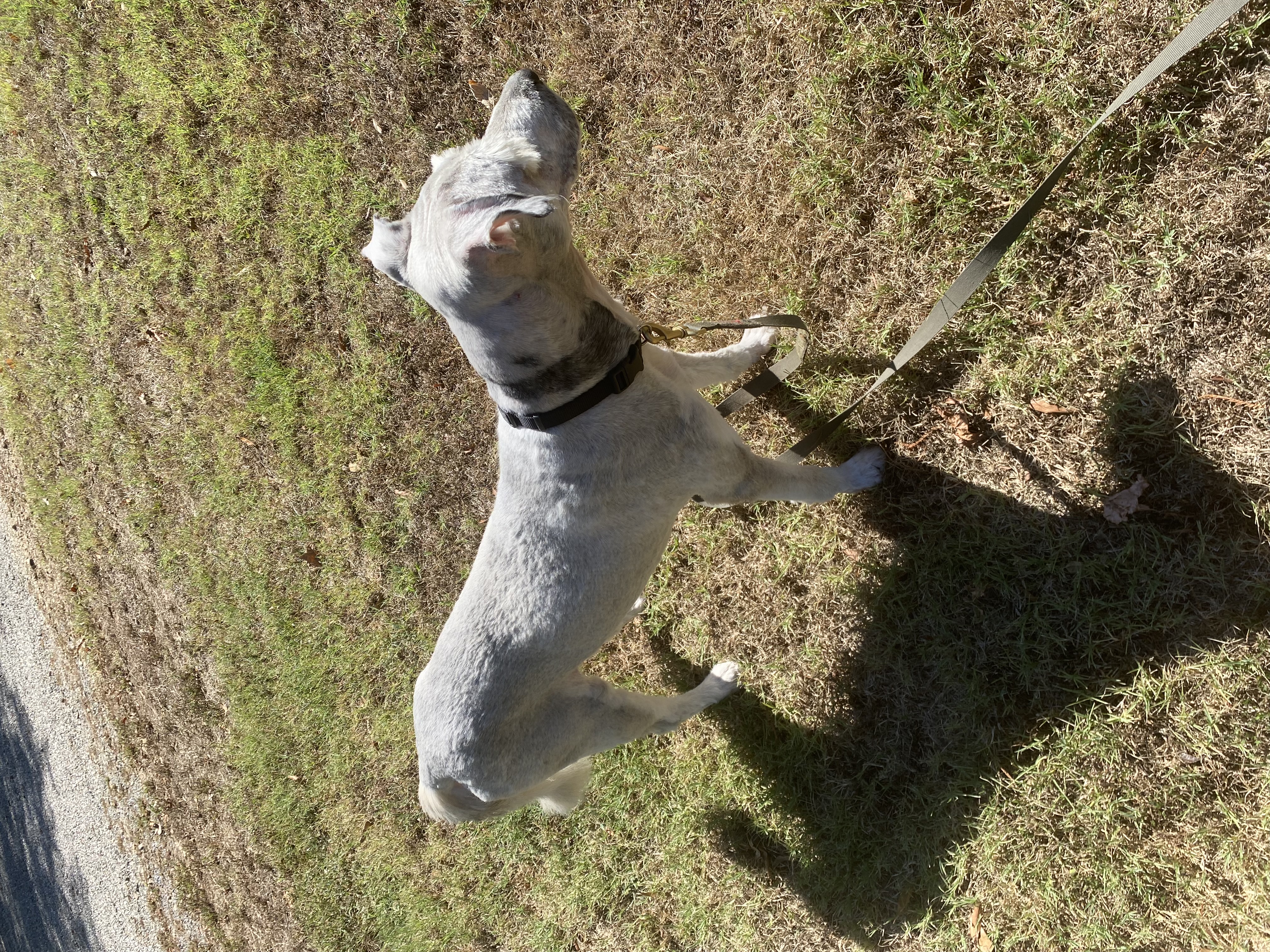 Enlarge Benji, a Adopted mixed breed in Paris, TX image 4/6