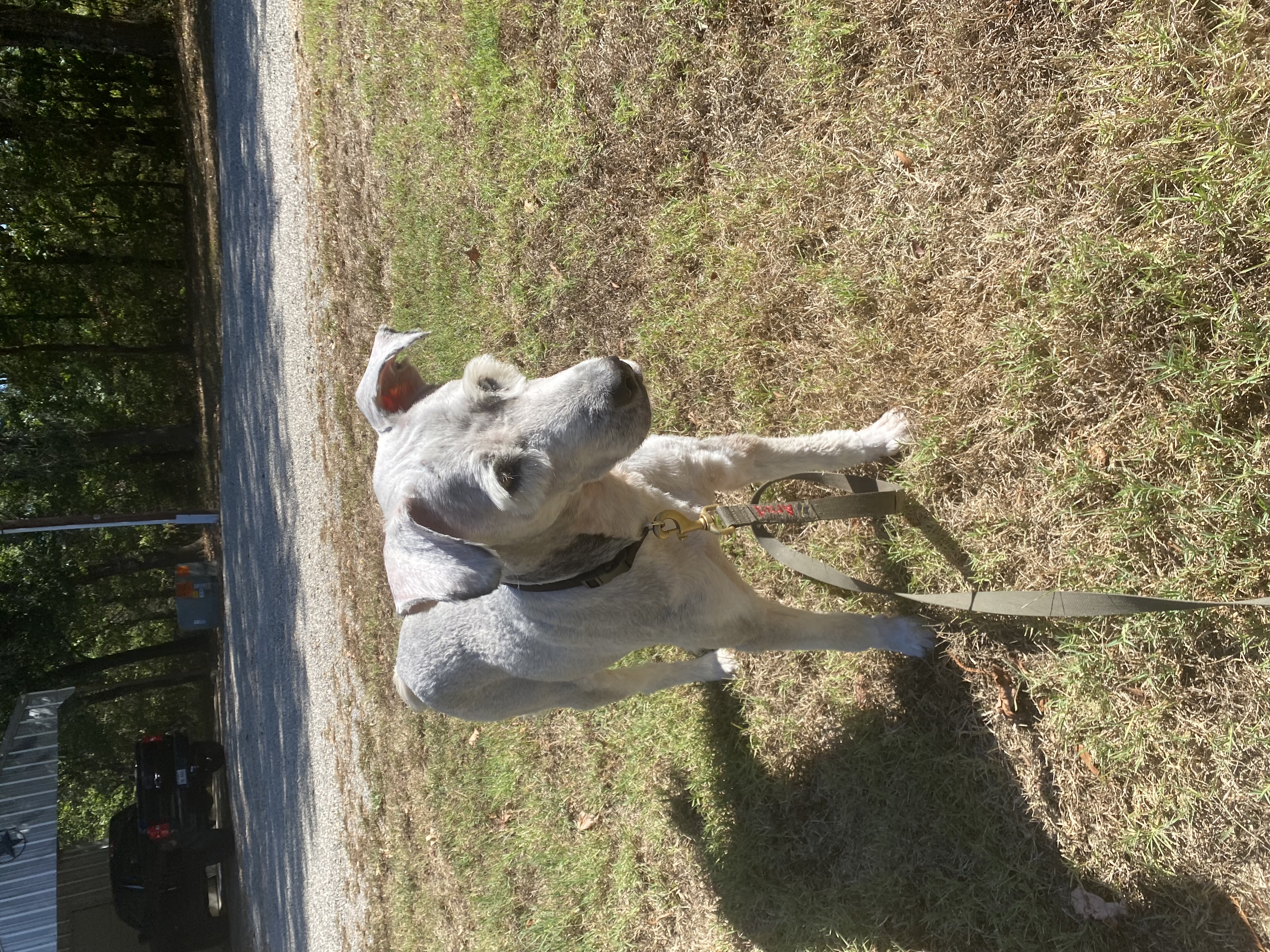 Enlarge Benji, a Adopted mixed breed in Paris, TX image 5/6