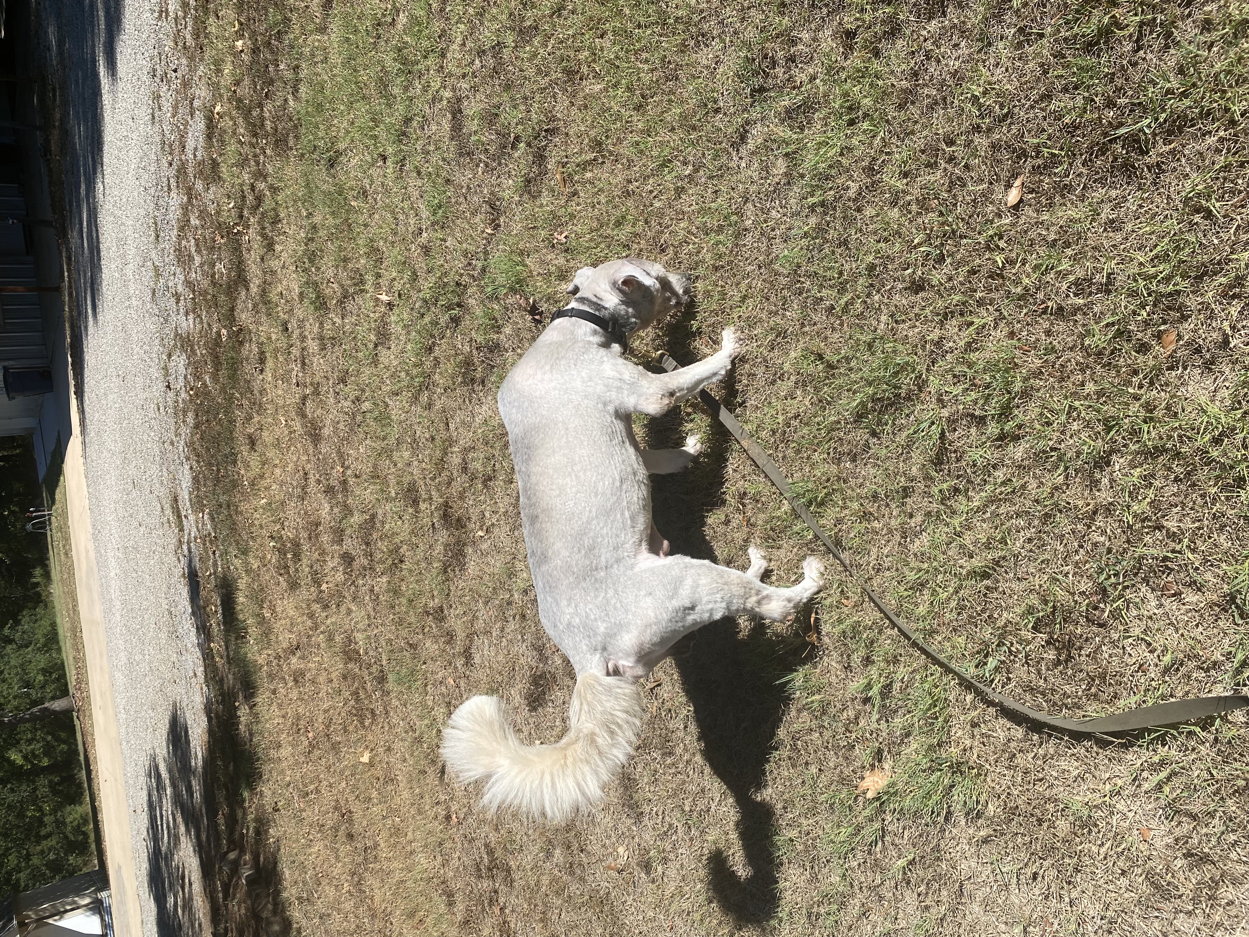 Enlarge Benji, a Adopted mixed breed in Paris, TX image 6/6