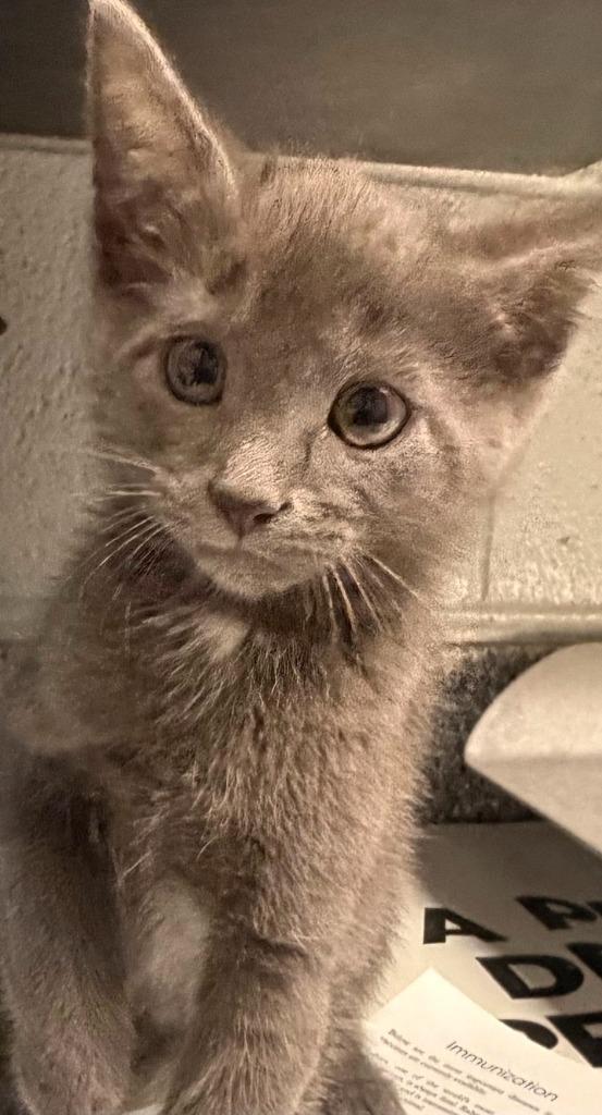 Enlarge Toulouse, a Adoptable mixed breed in Henderson, NC image 1/1