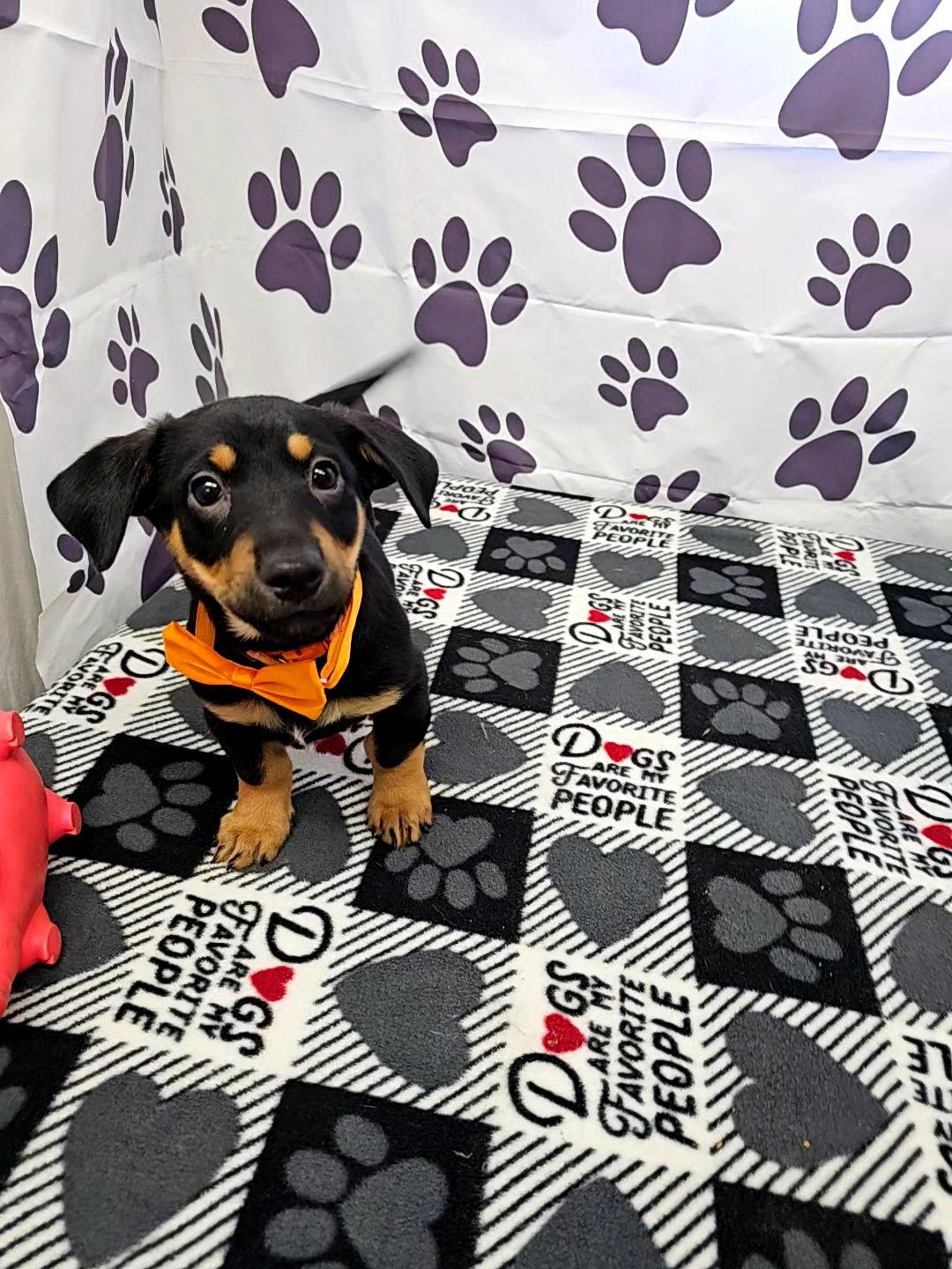 Magic, Adopted, Young Male Miniature Pinscher & Chihuahua.