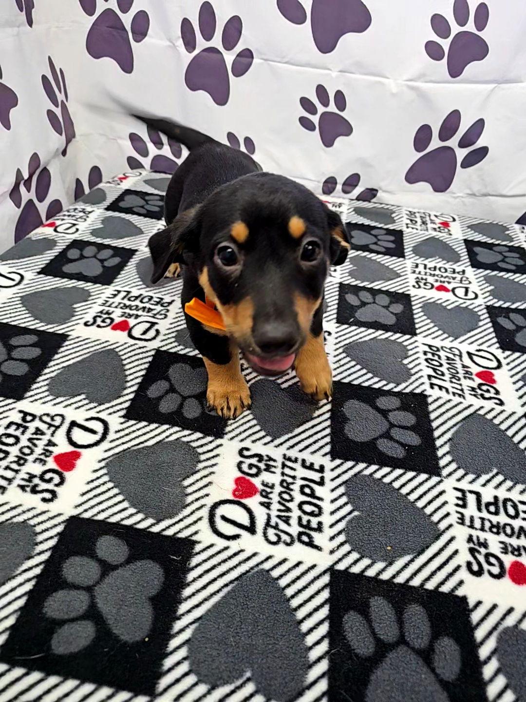 Enlarge Magic, a Adopted mixed breed in Metairie, LA image 2/2