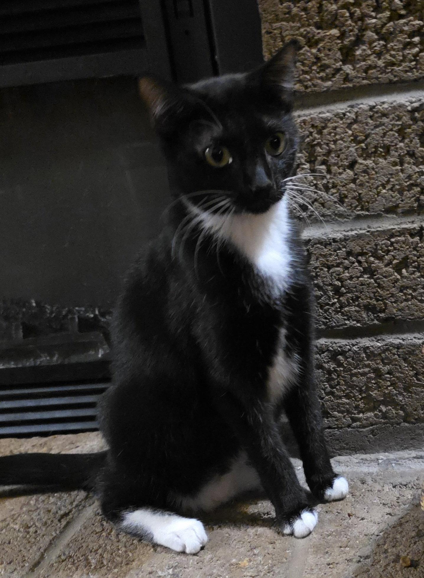 Enlarge Cinnamon, a Adopted mixed breed in Glendale, AZ image 2/3