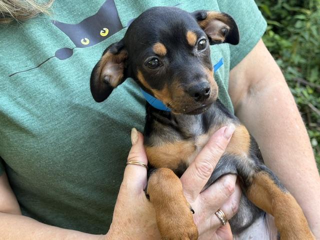 Enlarge Little John Joyful, a Adoptable mixed breed in Woburn, MA image 2/4