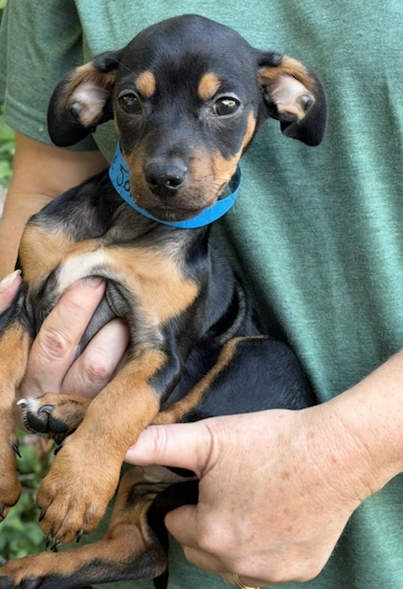 Enlarge Little John Joyful, a Adoptable mixed breed in Woburn, MA image 3/4