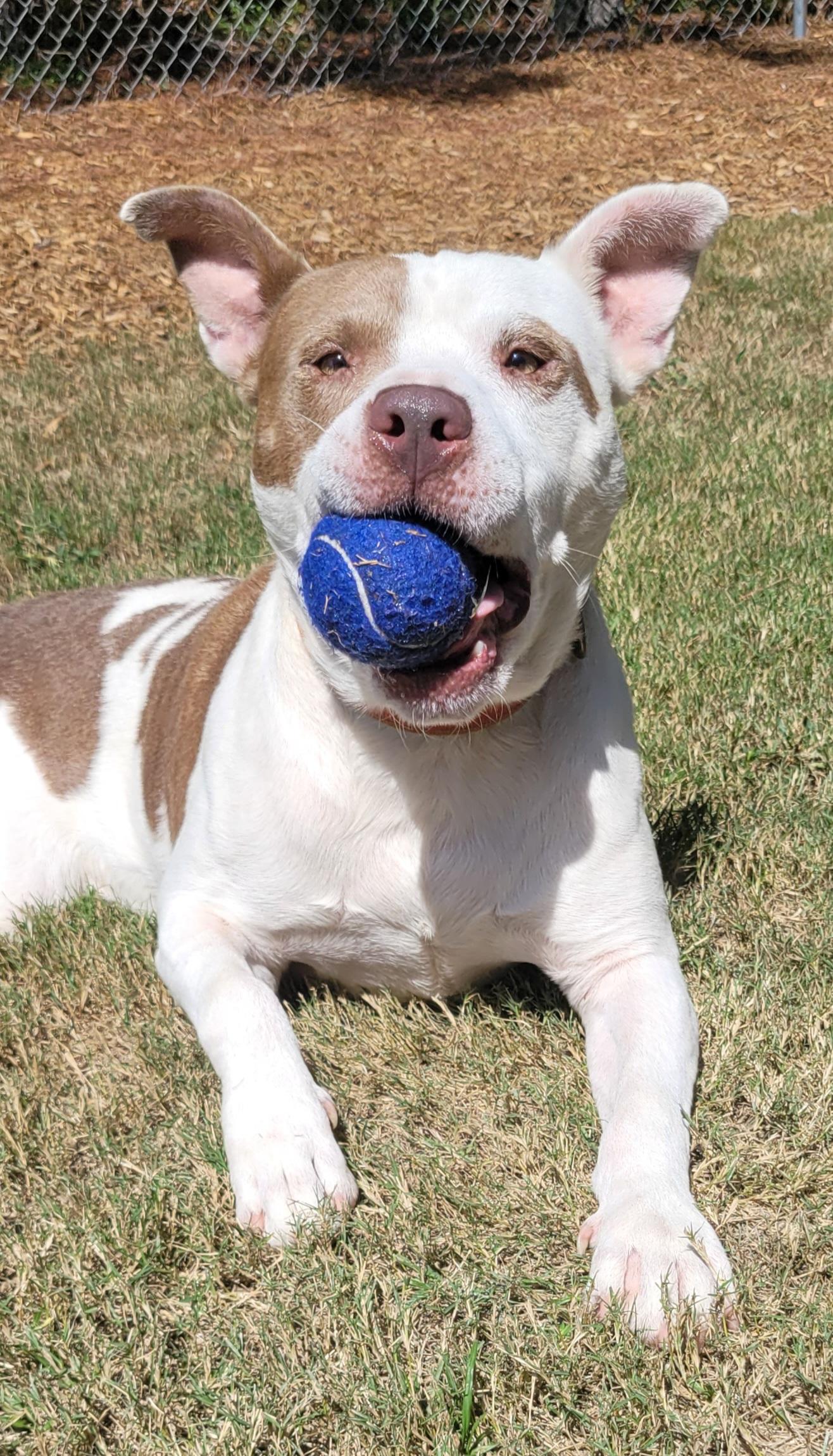 Enlarge Max, a Adoptable mixed breed in North Augusta, SC image 1/6