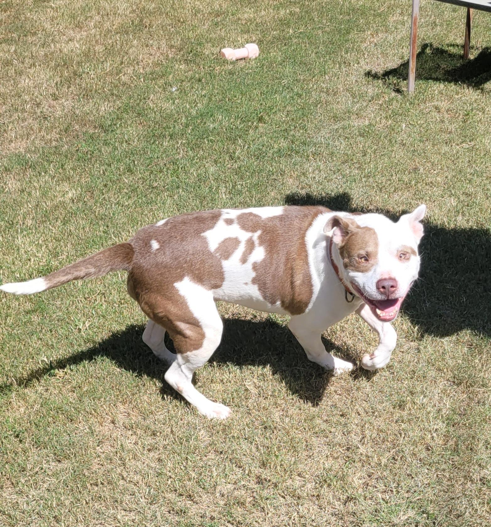 Enlarge Max, a Adoptable mixed breed in North Augusta, SC image 6/6