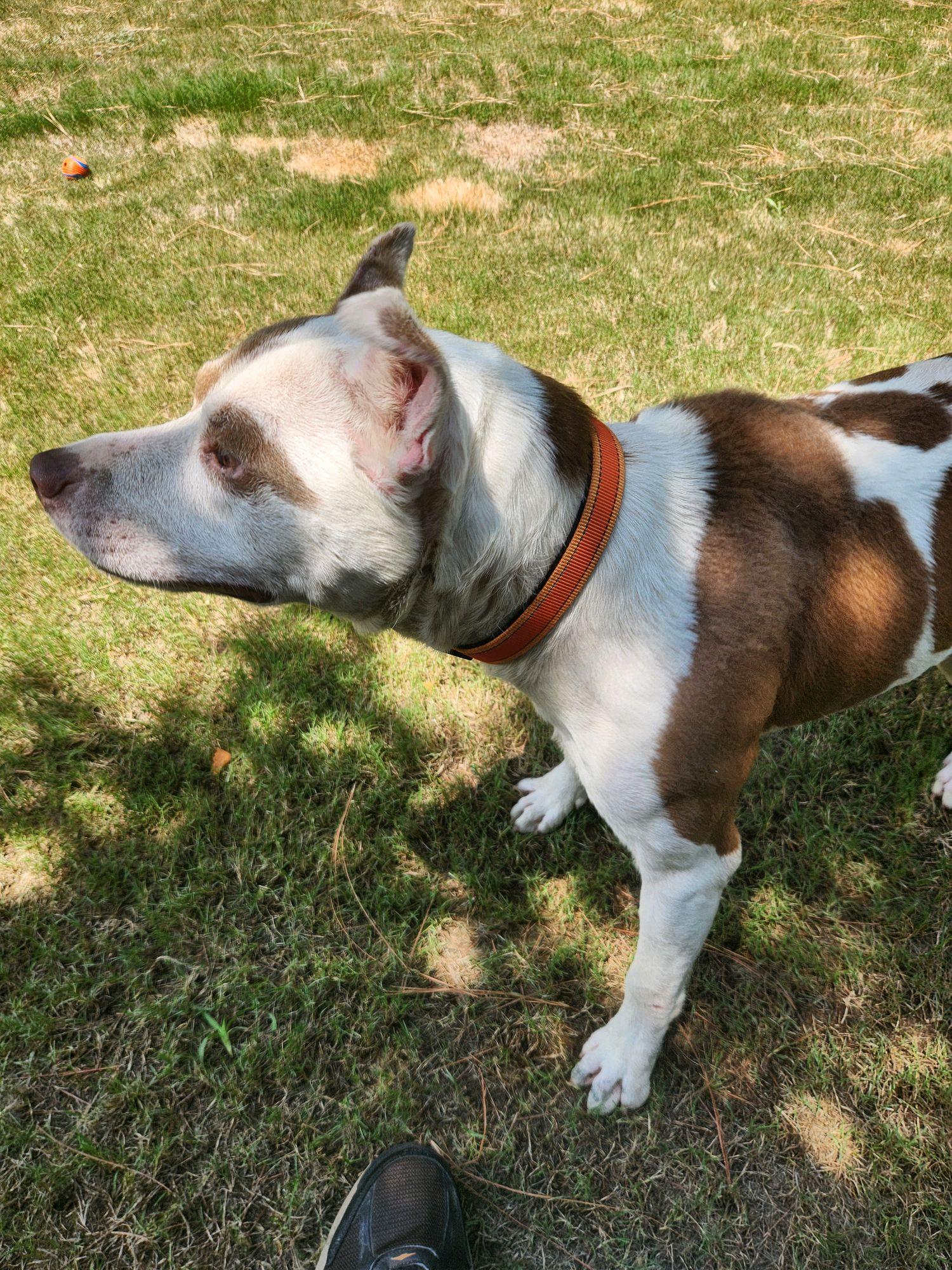 Enlarge Max, a Adoptable Mixed Breed in North Augusta, SC image 4/6