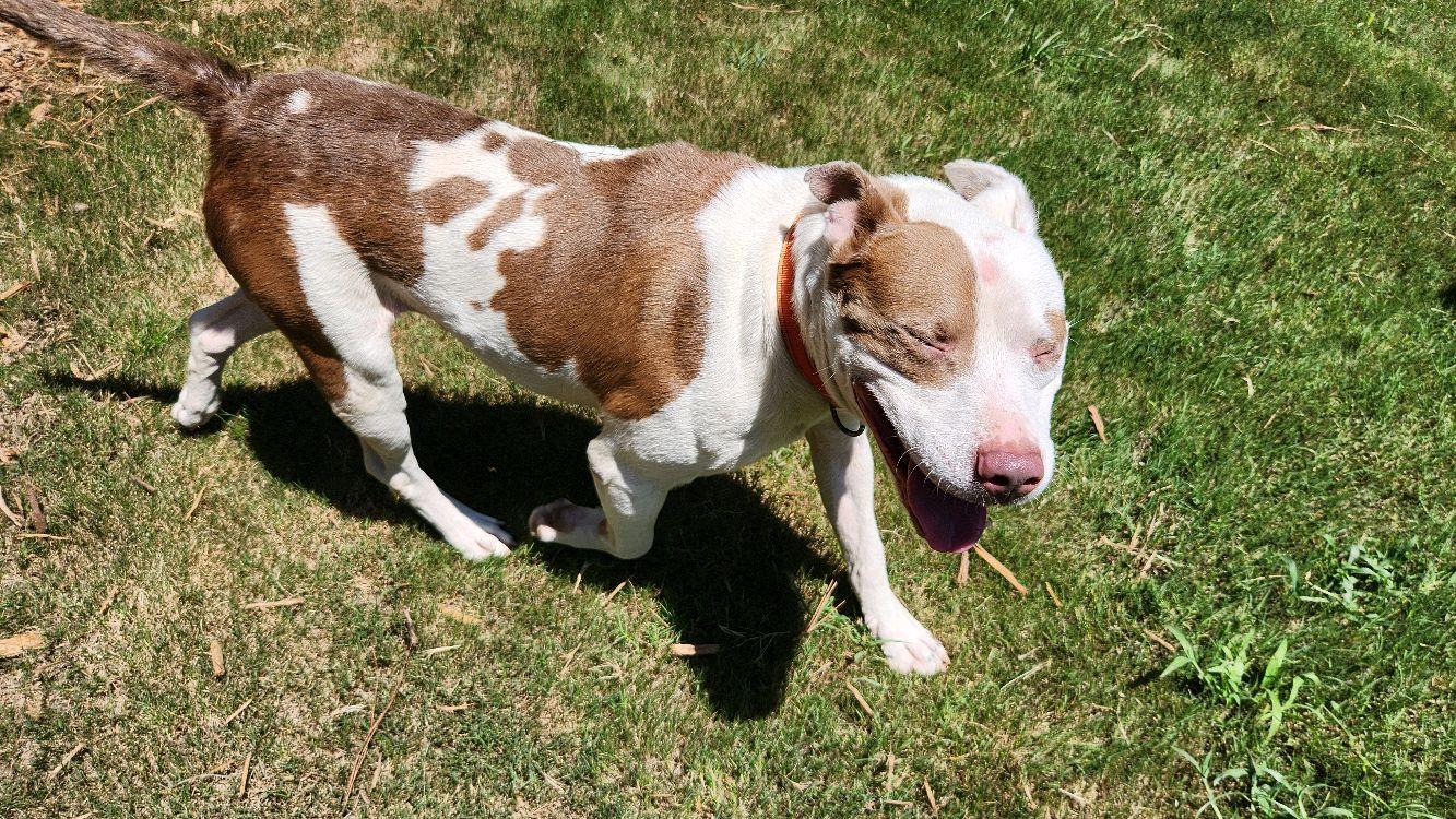 Enlarge Max, a Adoptable Mixed Breed in North Augusta, SC image 3/6