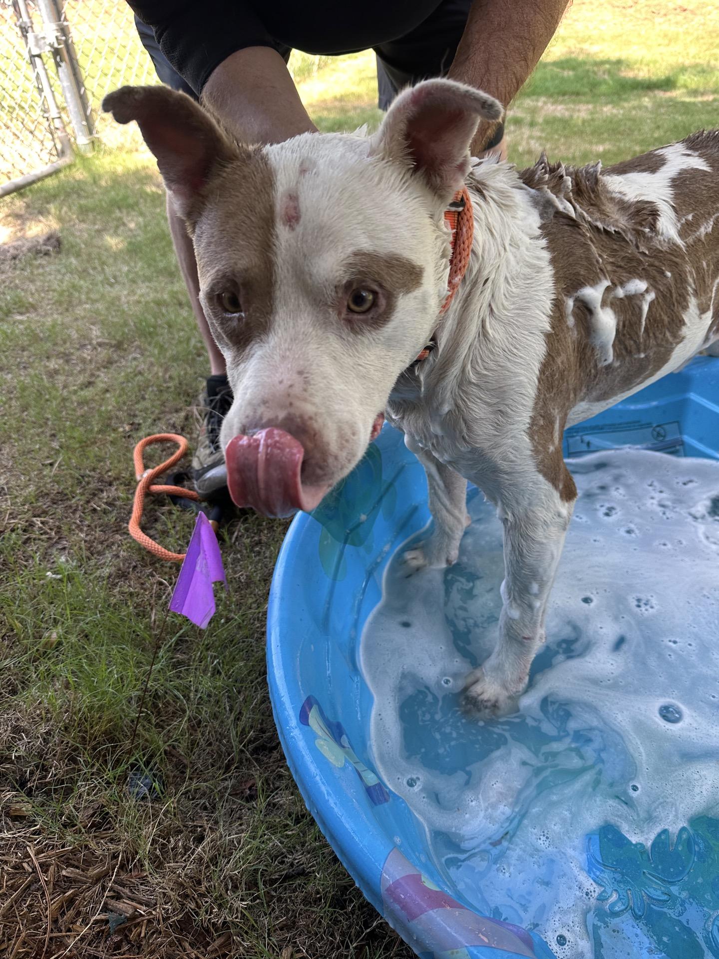 Enlarge Max, a Adoptable Mixed Breed in North Augusta, SC image 2/6