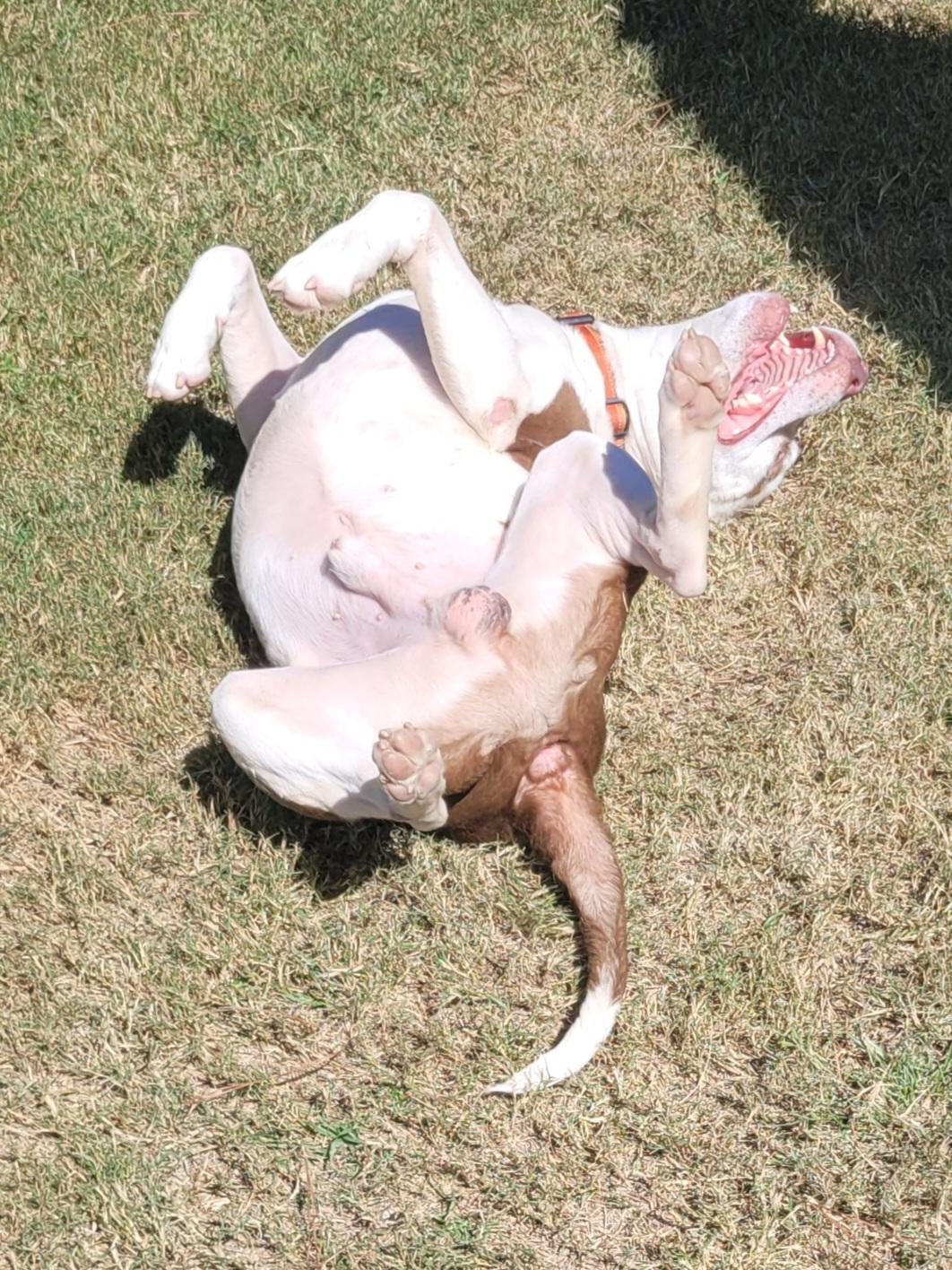 Enlarge Max, a Adoptable mixed breed in North Augusta, SC image 4/6