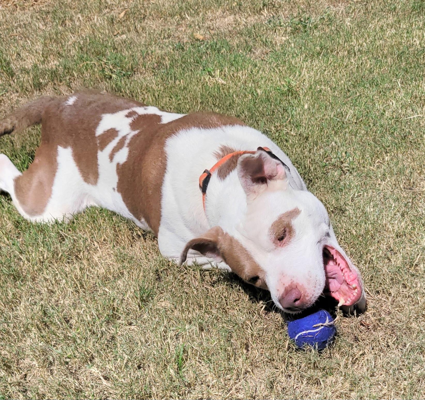 Enlarge Max, a Adoptable mixed breed in North Augusta, SC image 3/6
