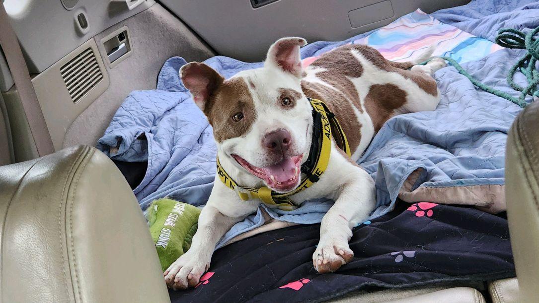 Max, Adoptable, Young Male Mixed Breed.