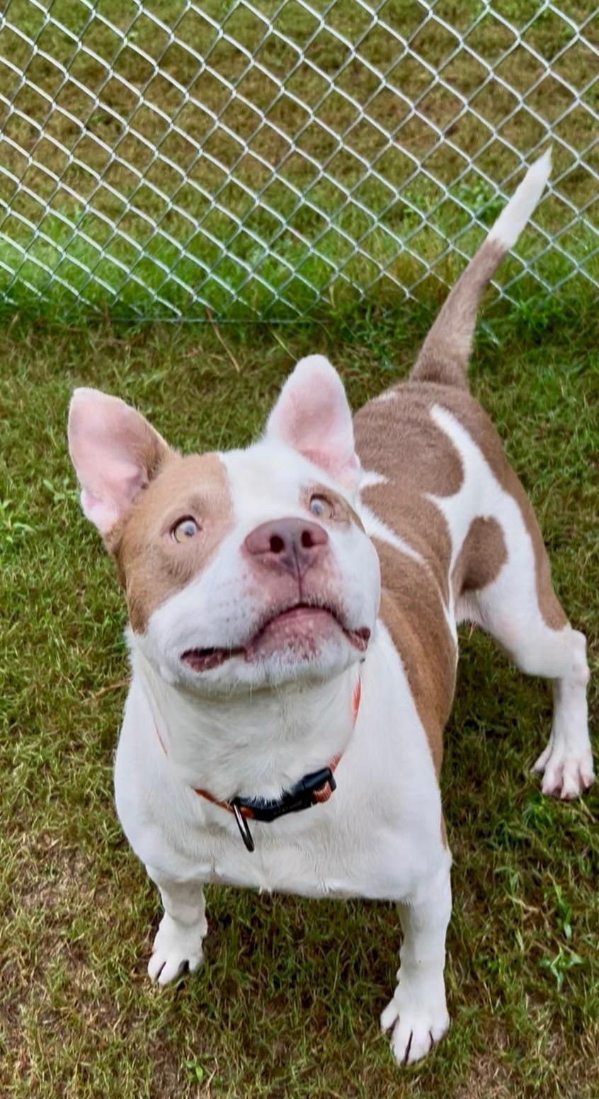 Enlarge Max, a Adoptable mixed breed in North Augusta, SC image 2/6