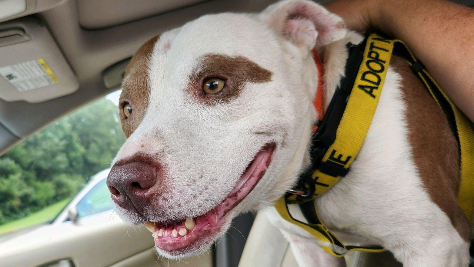 Enlarge Max, a Adoptable Mixed Breed in North Augusta, SC image 6/6