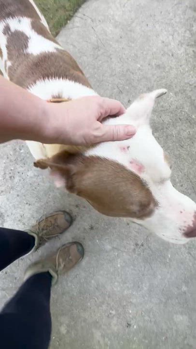Enlarge Max, a Adoptable Mixed Breed in North Augusta, SC video 5/6