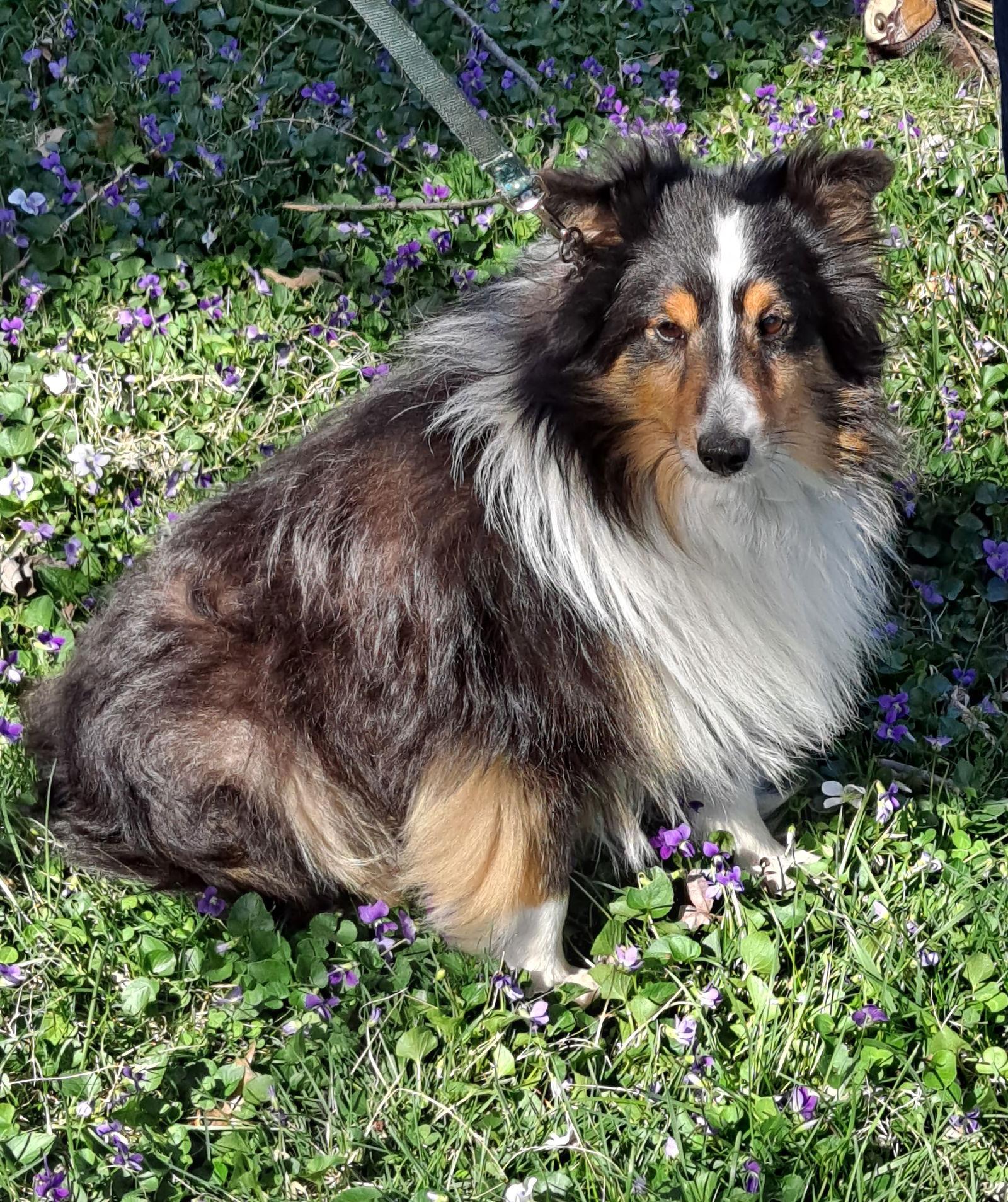 Reno, Adopted, Adult Male Shetland Sheepdog / Sheltie.