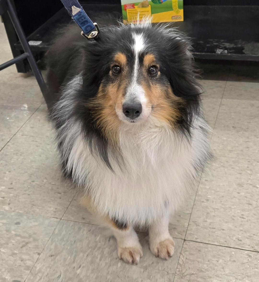 Enlarge Reno, a Adopted Shetland Sheepdog / Sheltie in Mission, KS image 2/3