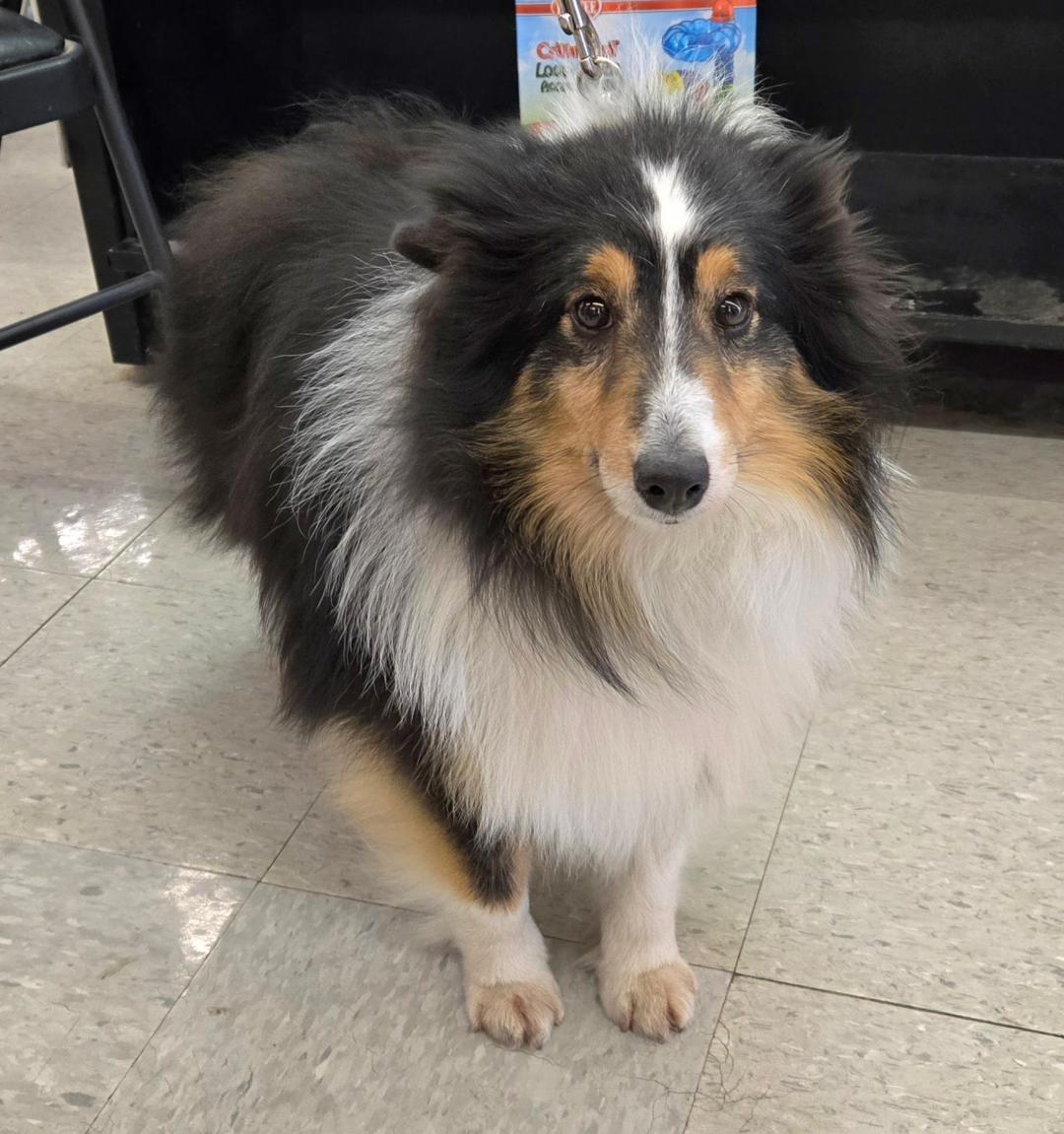 Enlarge Reno, a Adopted Shetland Sheepdog / Sheltie in Mission, KS image 3/3