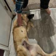 Sharona, Adoptable, Young Female Mixed Breed.