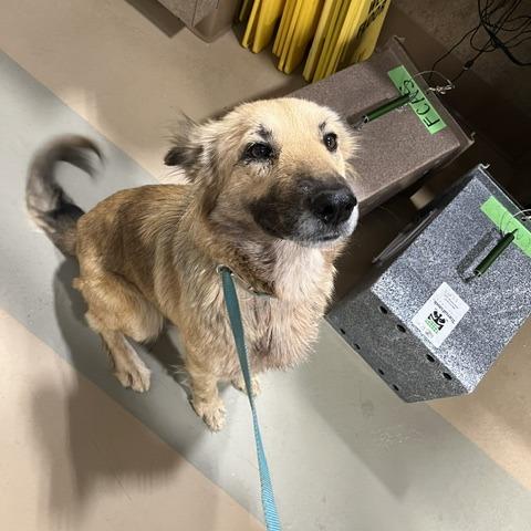 Sharona, a Adoptable Mixed Breed in Winston-Salem, NC image 2/6