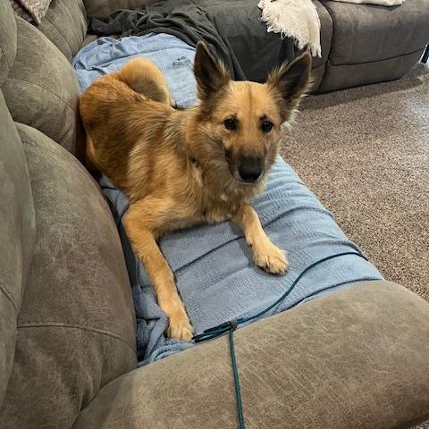 Sharona, a Adoptable Mixed Breed in Winston-Salem, NC image 3/6
