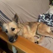 Sharona, a Adoptable Mixed Breed in Winston-Salem, NC image 6/6