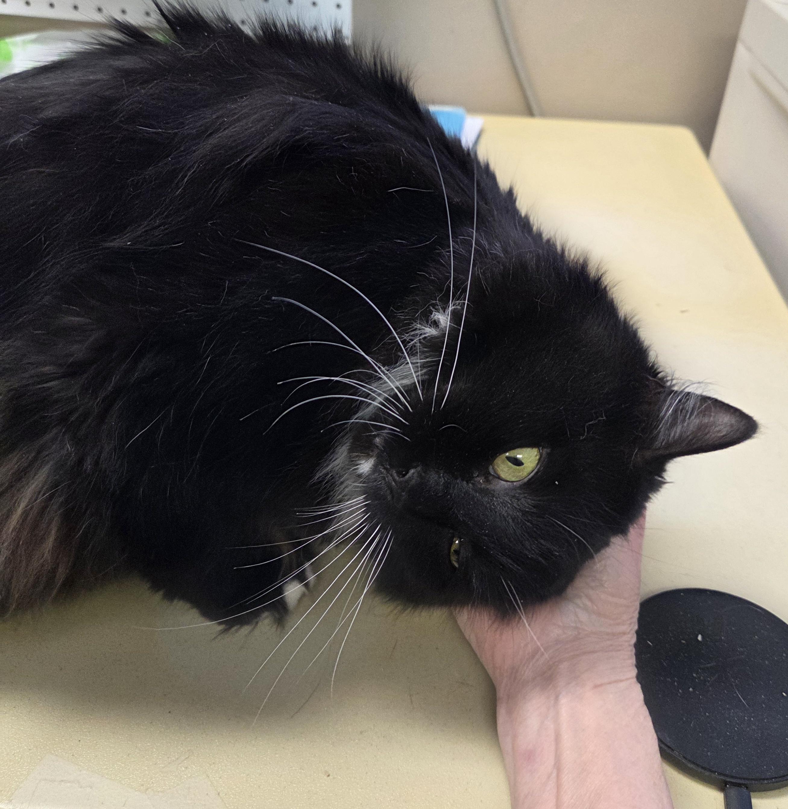 Enlarge Luna  Taylor, a Adoptable Domestic Medium Hair in Mansfield Center, CT image 3/5