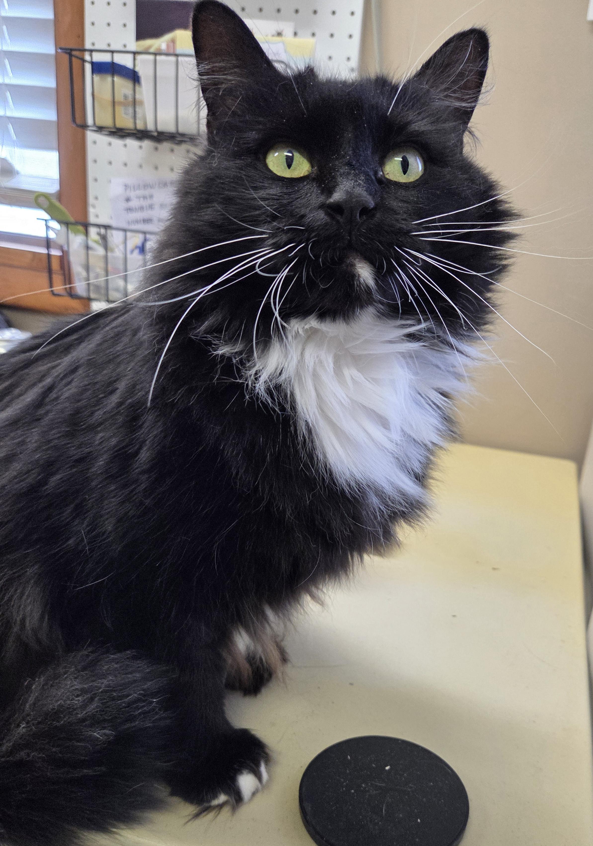 Luna  Taylor, Adoptable, Young Female Domestic Medium Hair.