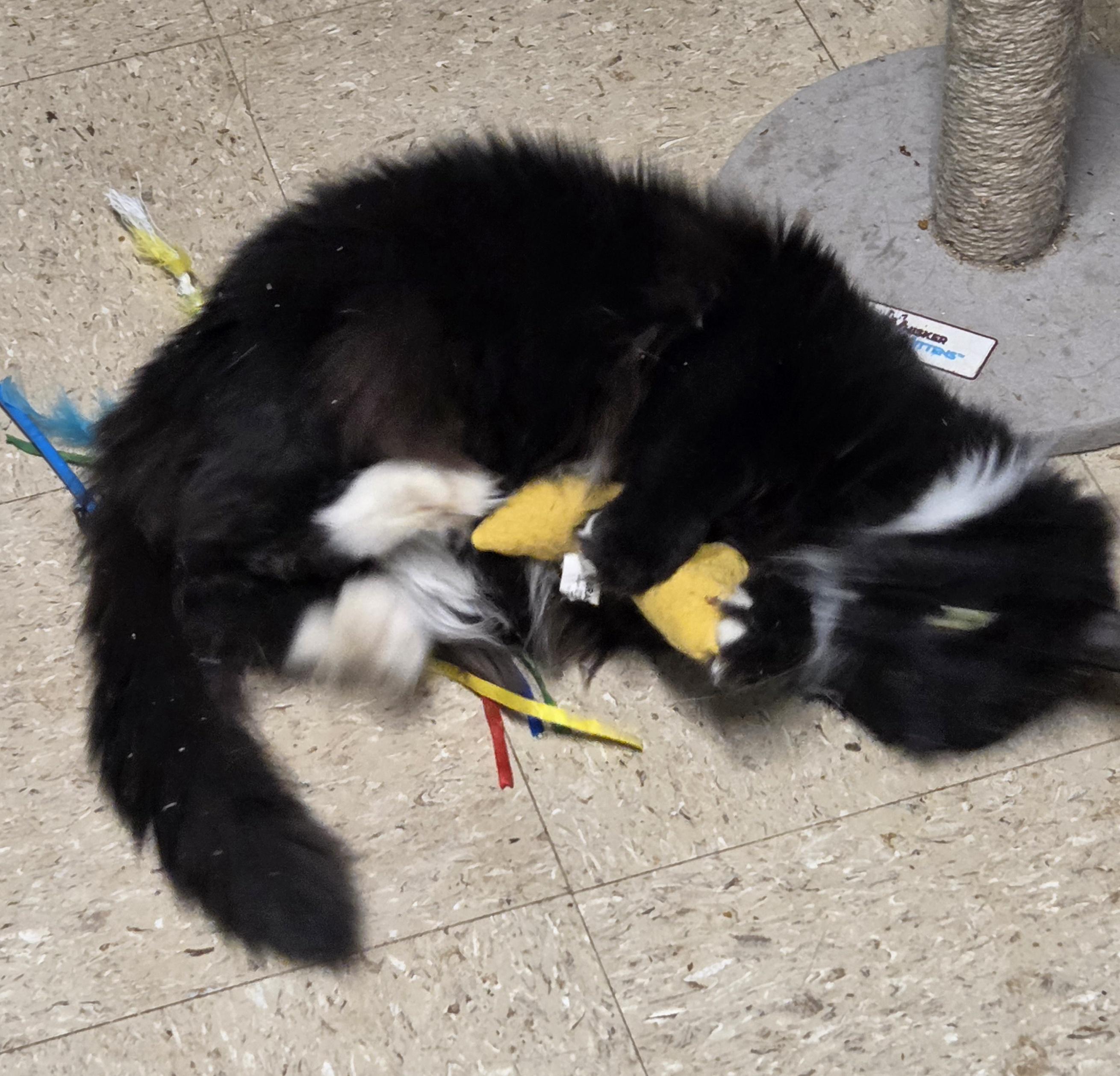 Enlarge Luna  Taylor, a Adoptable Domestic Medium Hair in Mansfield Center, CT image 2/5