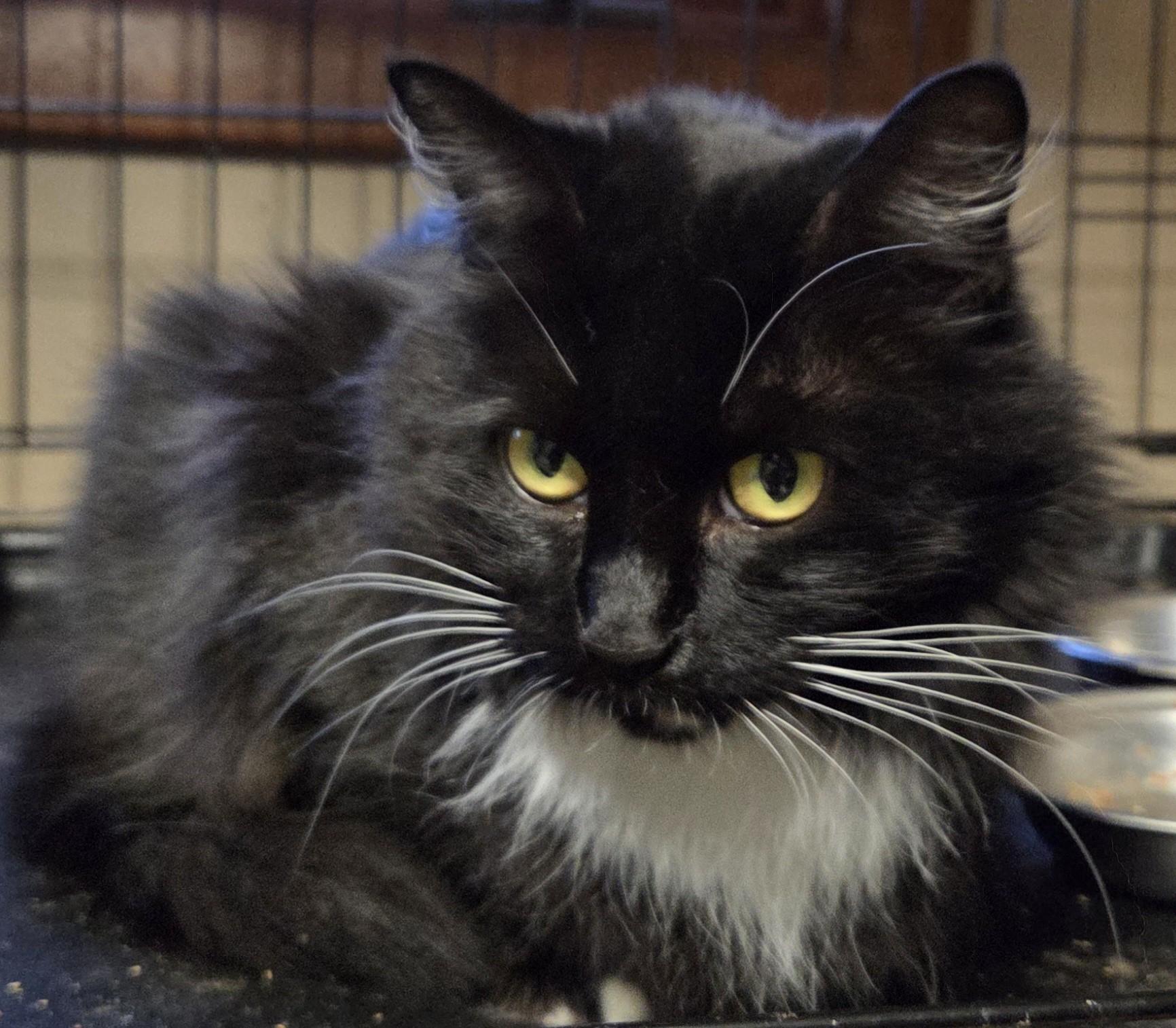 Enlarge Luna  Taylor, a Adoptable Domestic Medium Hair in Mansfield Center, CT image 4/5