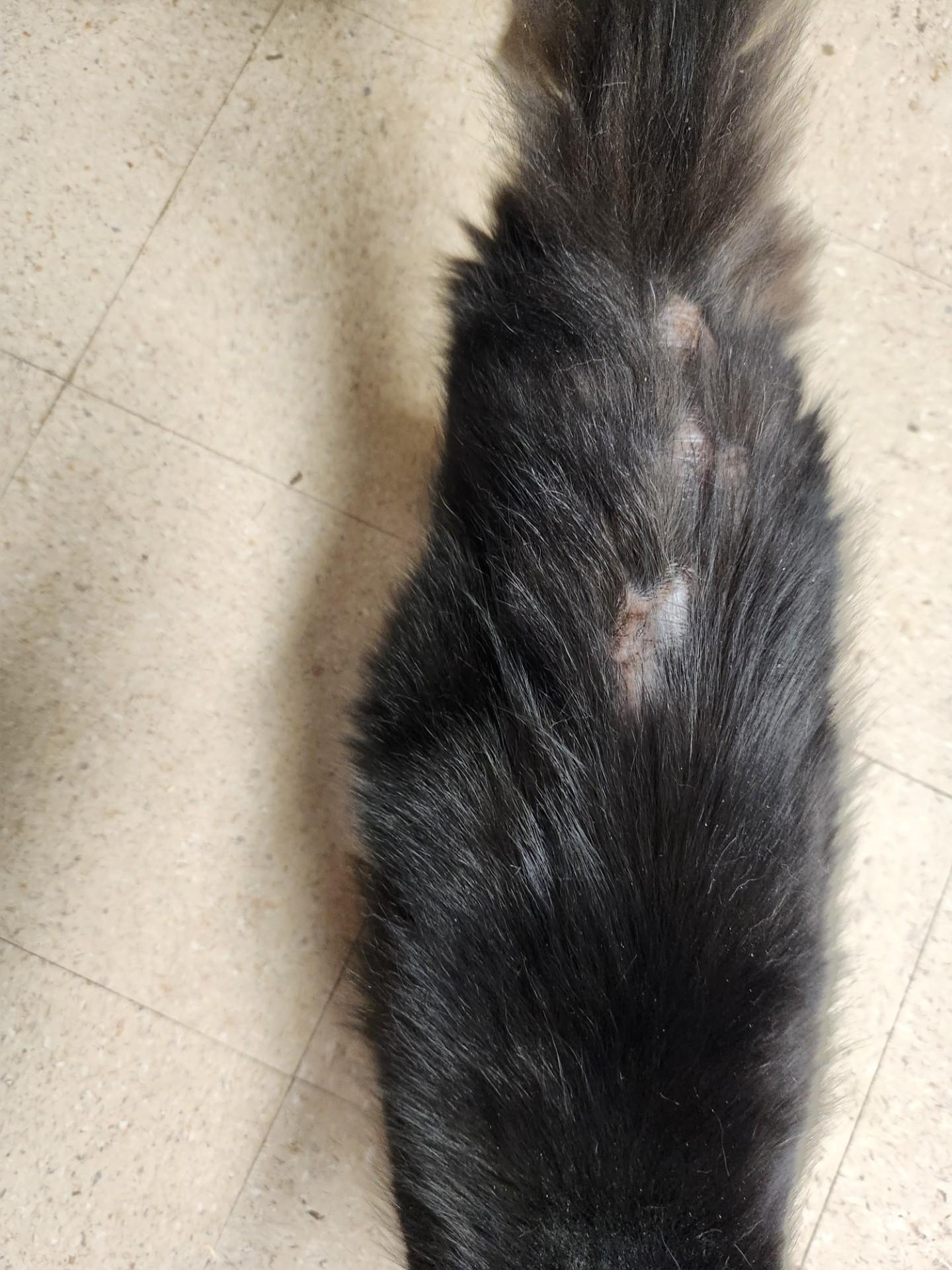 Enlarge Luna  Taylor, a Adoptable Domestic Medium Hair in Mansfield Center, CT image 5/5